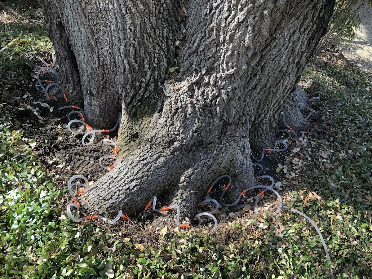 Detailed Tree Cabling and Bracing job site in Shirley