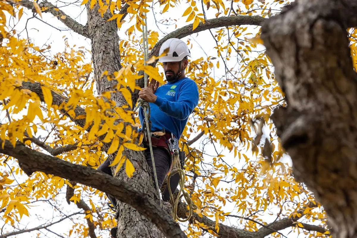 Skilled Dead Tree Removal crew working in Shirley